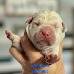 Boy 1 - Yellow male Labrador Retriever puppy in Sullivan, Missouri from O’Dell Labs