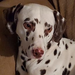 Dalmatians from Sacramento Spots
