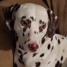 Dalmatians from Sacramento Spots