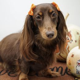 Sasha - Dachshund