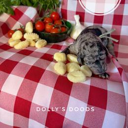 Gnocchi - Teal Girl - Merle female Goldendoodle puppy in Harrisburg, Oregon from Dolly’s Doods