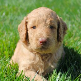 Goldendoodle Puppies from Lincoln Goldendoodles