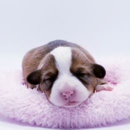 American Corgi and Pembroke Welsh Corgi Puppies from Whimsical Treasure Corgis