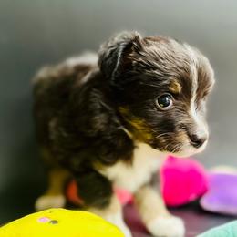 Trixie - Black tri female Toy Australian Shepherd puppy in Luling, Texas from Little Wood Toy and Mini Aussies