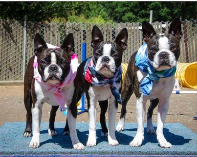 3 Boston Terriers pose with bandanas