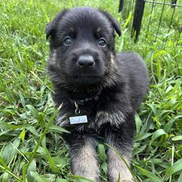 Escobar - Bi-color male German Shepherd puppy in Morganville, New Jersey from Piotr's German Shepherd Dogs
