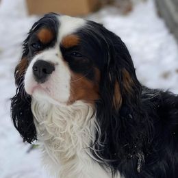 Cavapoos from Ashlee Allred-Baker