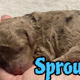 Sprout - Brown and tan male Cockapoo puppy in Anniston, Alabama from Mason Farmhouse Poodles, Doodles & Poos (Breeding & Stud Services)