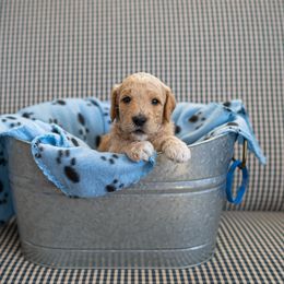 Goldendoodle Puppies from Hershey PAw Doodles