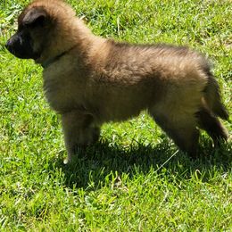 Belgian Tervuren Puppies from Kismet Belgian Tervuren's  owner Angela Ernst
