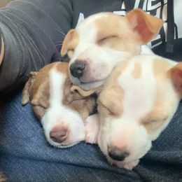 Rat Terriers from Kona's Golden Life Kennels