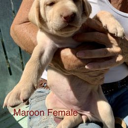 Labrador Retriever Puppies from The Sugar & Spice Ranch Labrador Retrievers