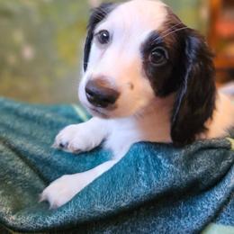 Woody - Piebald male Dachshund puppy in Pocasset, Massachusetts from Dachs of the Bay