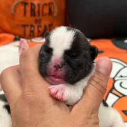 Black pied boy - Brindle and white male French Bulldog puppy in Keeseville, New York from Big Sky Frenchies