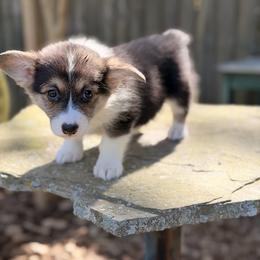 Sadie - Black and tan female Pembroke Welsh Corgi puppy in Snellville, Georgia from Laur's Classic Corgis