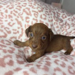 Donna - Brindle female Dachshund puppy in Lake City, Florida from My Ditzy Doxies of Florida