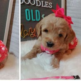Goldendoodles and Poodles from Doodles by Debra