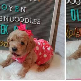 Goldendoodles and Poodles from Doodles by Debra