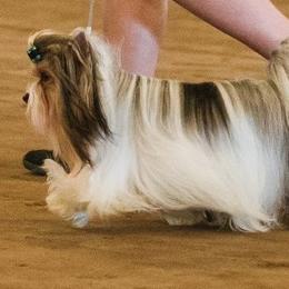 Biewer Terriers and Poodles from Eaglehill-South Miniature Poodles/Classic Biewer Terriers