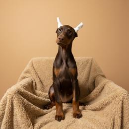 Lizzy Red Girl (Blue Collar) - Red and rust female Doberman Pinscher puppy in Centralia, Missouri from TopSpots Farm
