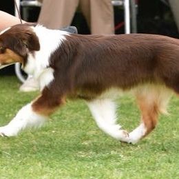 Miniature American Shepherd Puppies from Abington Miniature American Shepherds