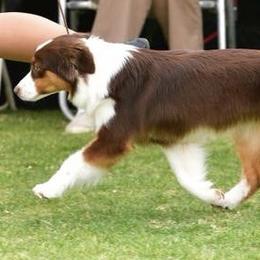 Miniature American Shepherd Puppies from Abington Miniature American Shepherds