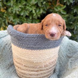 Daphne - Parti female Goldendoodle puppy in Barstow, California from Golden Desert Doodles