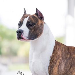 Trouble  - Boston Terrier