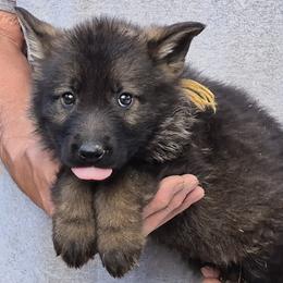 Gold Boy 5 - Sable male German Shepherd puppy in Lake George, Colorado from High Country German Shepherds