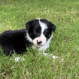 Panel clear - Black and white female Border Collie puppy in Nashville, Arkansas from Whisenhunt Farms