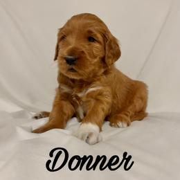 Donner: Medium Goldendoodle, Male, Ready Jan 19 - Apricot male Goldendoodle puppy in Johns Island, South Carolina from Golden Doodlebugs