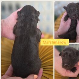 Marshmallow - Chocolate male Goldendoodle puppy in Decatur, Tennessee from Diamond's Doodles