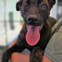Munchkin - Gold brindle female Dutch Shepherd puppy in Sherman Oaks, California from Elite K9 Group