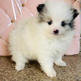 Calypso - Blue merle female Pomeranian puppy in Buck Valley, Pennsylvania from Buck Valley Pomeranians