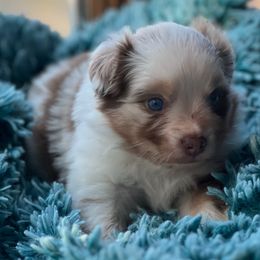 Uno 2,674 - Red merle male Miniature Australian Shepherd puppy in Helmville, Montana from CKO Country Road Aussies