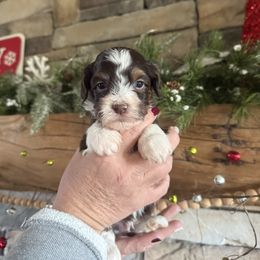 Snickers - Chocolate male Havanese puppy in Reese, Michigan from Windy Hill Havanese