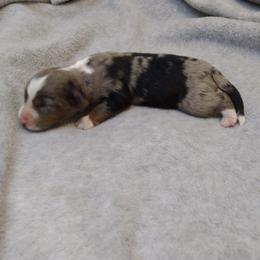 Boy 3 - Miniature Australian Shepherd puppy in Broadwater, Nebraska from Midwest Mini/Toy Aussies