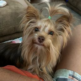 Griffin - Chocolate, tan and white male Yorkshire Terrier puppy in Lakeland, Florida from You Me & The Yorkies