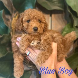 Blue Boy - Red  Goldendoodle puppy in Excelsior Springs, Missouri from Zoodles Micro Goldendoodles