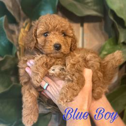 Blue Boy - Red  Goldendoodle puppy in Excelsior Springs, Missouri from Zoodles Micro Goldendoodles