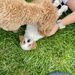 Cavapoo Puppies from Ellas.Pups