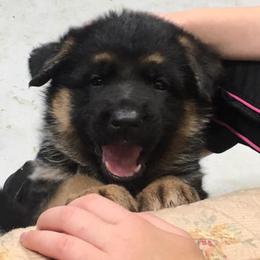 German Shepherd Puppies from Valiant Shepherds