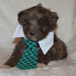Aussiedoodle, Australian Shepherd, and Miniature Australian Shepherd Puppies from Royal J Aussies and Aussiedoodles