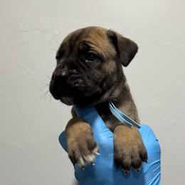 Female 3 - Fawn female Cane Corso puppy in Cashion, Oklahoma from APEXOK Cane Corsos LLC