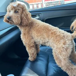 Selah - Goldendoodle