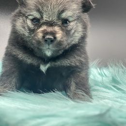 Girl 2 - Black and tan female Pomeranian puppy in Brentwood, California from Royalpawpoms