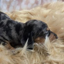 Dachshund puppies from Spruce Valley Miniature Dachshunds & Boston Terriers