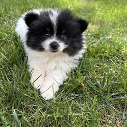 Cowboy - Black parti male Pomeranian puppy in Becker, Minnesota from Robbins Poms