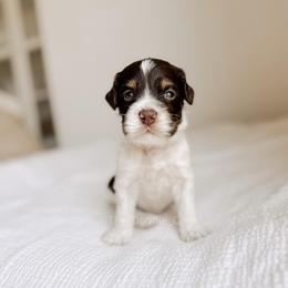 Cape Cod - Tri-color male Australian Labradoodle puppy in Syracuse, Indiana from The Doodle Cove