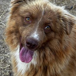Sienna - Red & white female Australian Shepherd puppy in Kim, Colorado from KNJ Aussies